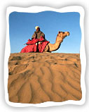 Jaisalmer Camel