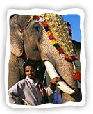 Elephants in a festival 