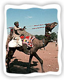 Puskar Camel Race